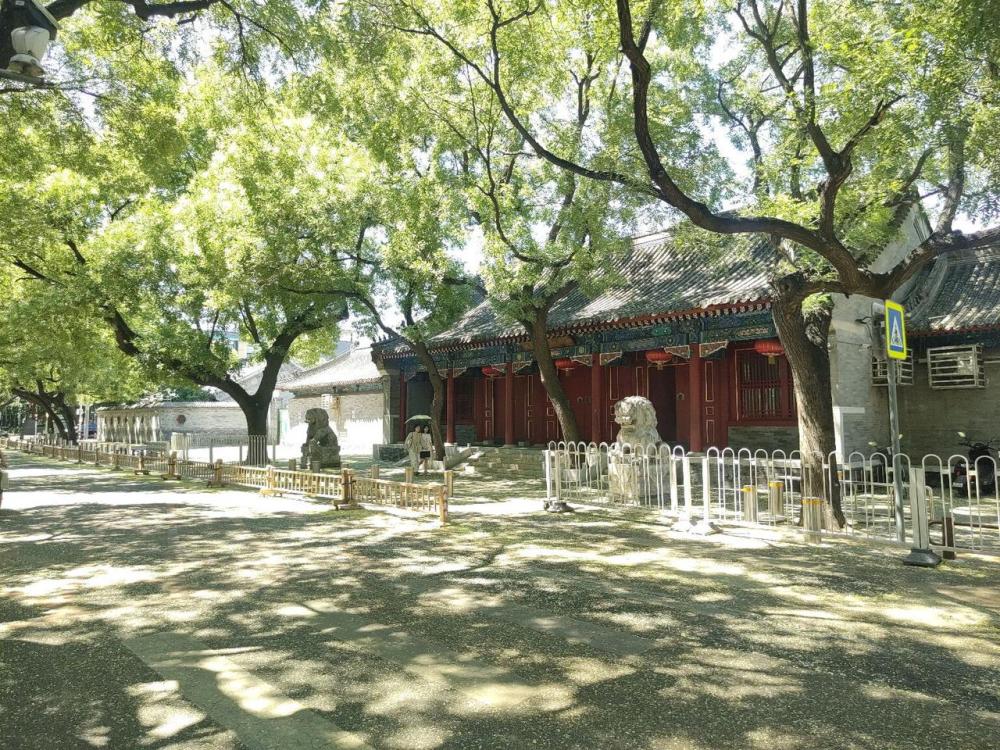 新华走笔丨京城七月槐花香