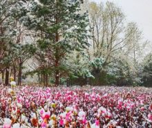 五月飘雪 一场夏冬的美丽邂逅