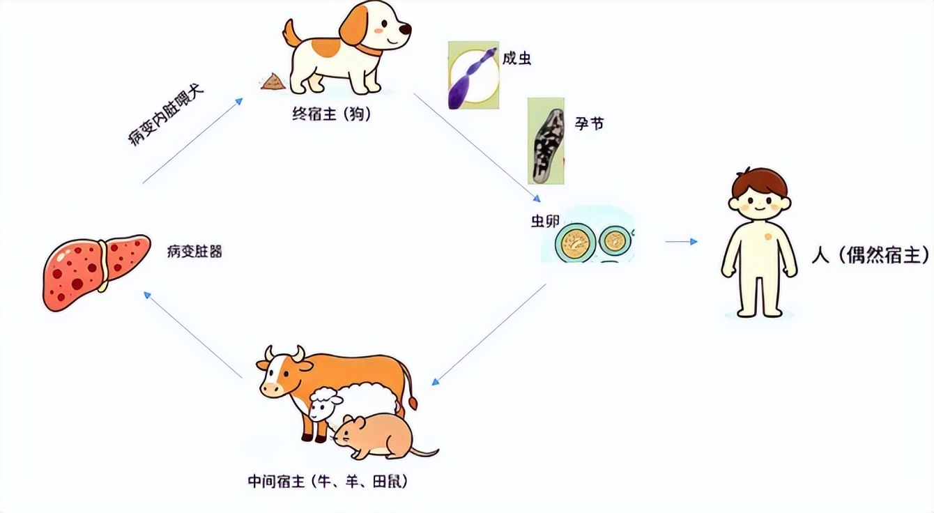 夏季旅游好时节，如果去牧区要小心预防这种病