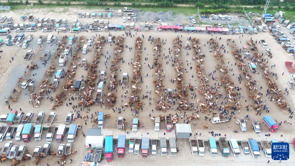 甘肃定西：全产业链发展牛羊养殖业