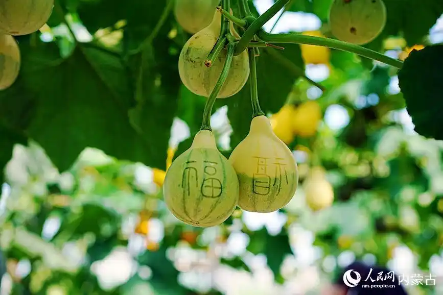 内蒙古呼伦贝尔：走进额尔古纳河畔的诗画庄园