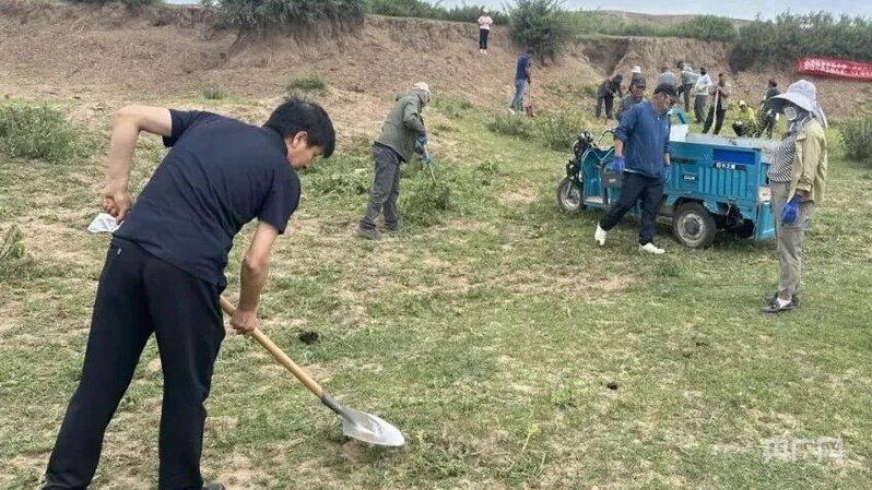 外来物种入侵？内蒙古正镶白旗铲除1.6万余株黄花刺茄
